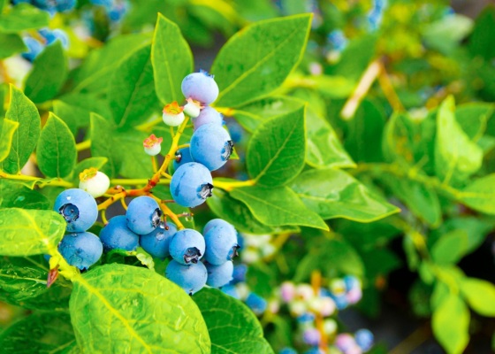 Cluster of blueberries on a plant