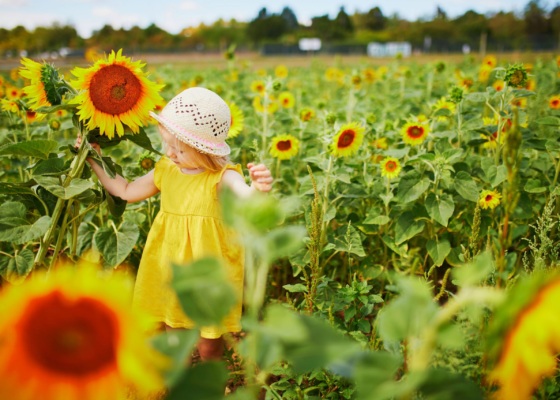 Child in a sunflower field