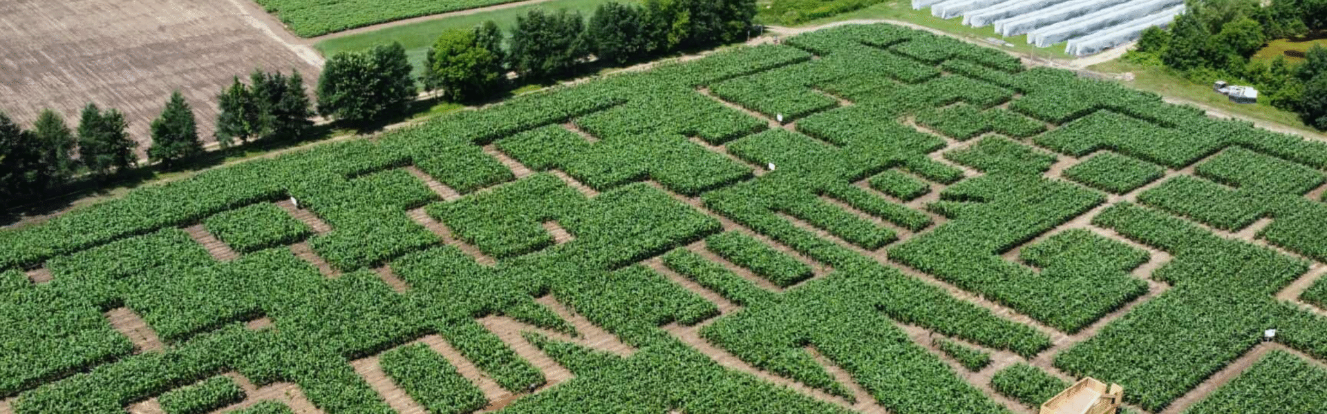 Labyrinthe de maïs 2025